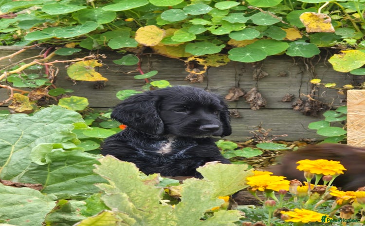Sprocker dogs - Advert 2