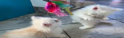 Persian cats for sale: Persian kittens in Rugby - Advert 19