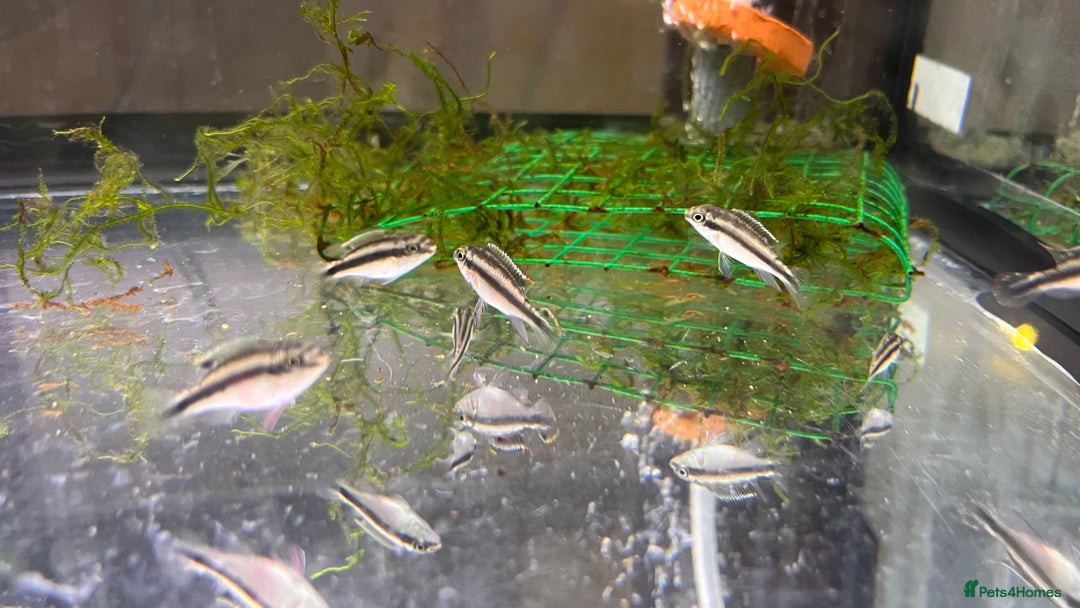 Cichlids fish for sale: Kribensis cichlid  - Image 5