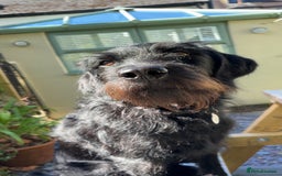 Labradoodle dogs for sale: Bonnie - Labradoodle - Advert 5