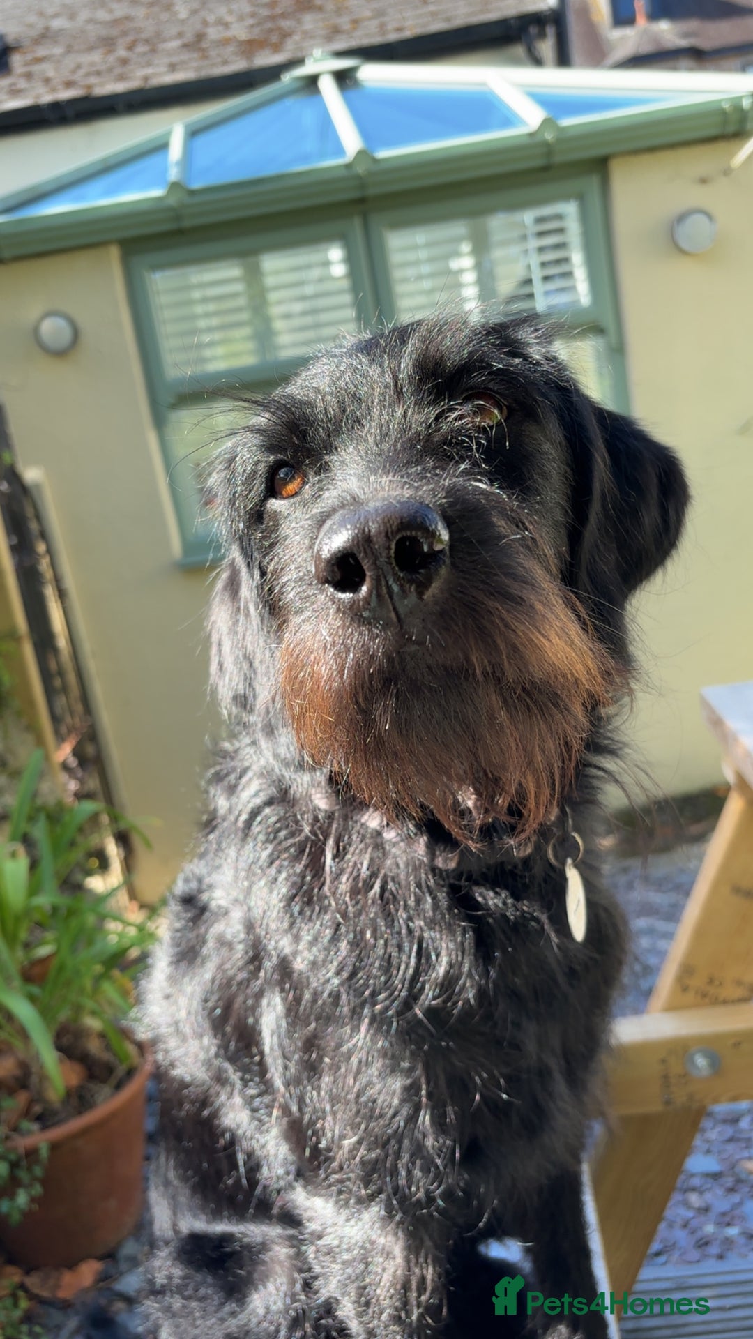 Labradoodle dogs for sale: Bonnie - Labradoodle - Advert 5