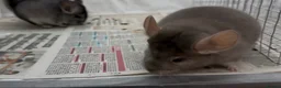 Chinchilla rodents for sale: Pair of beautiful boys, Beige & Std - Advert 6