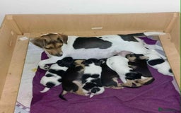 Jack Russell dogs for sale: Beautiful litter of Jack Russell pups - Image 20