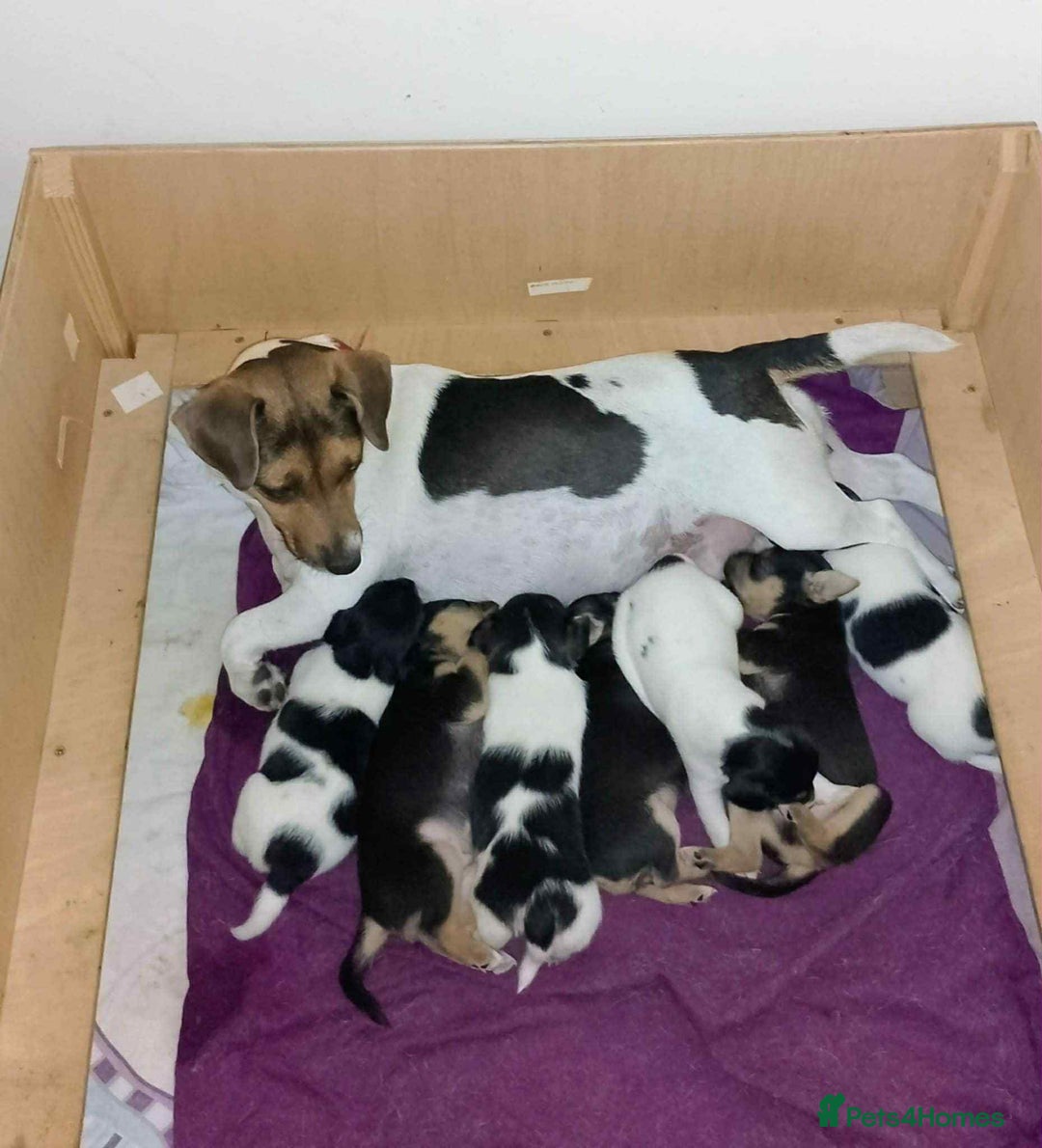 Jack Russell dogs for sale: Beautiful litter of Jack Russell pups - Image 20