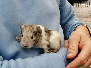 Guinea Pig rodents Pretty guinea pigs for sale - Advert 1