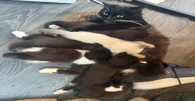 Mixed Breed cats - Advert 14