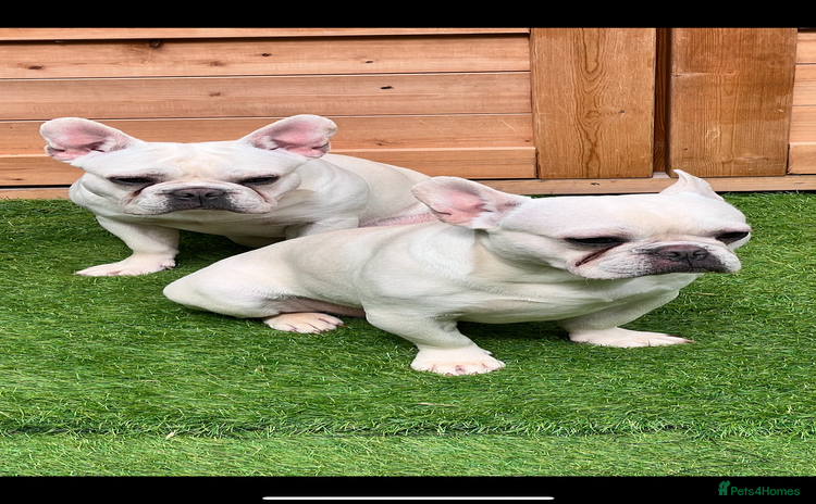 French Bulldog dogs - Advert 4