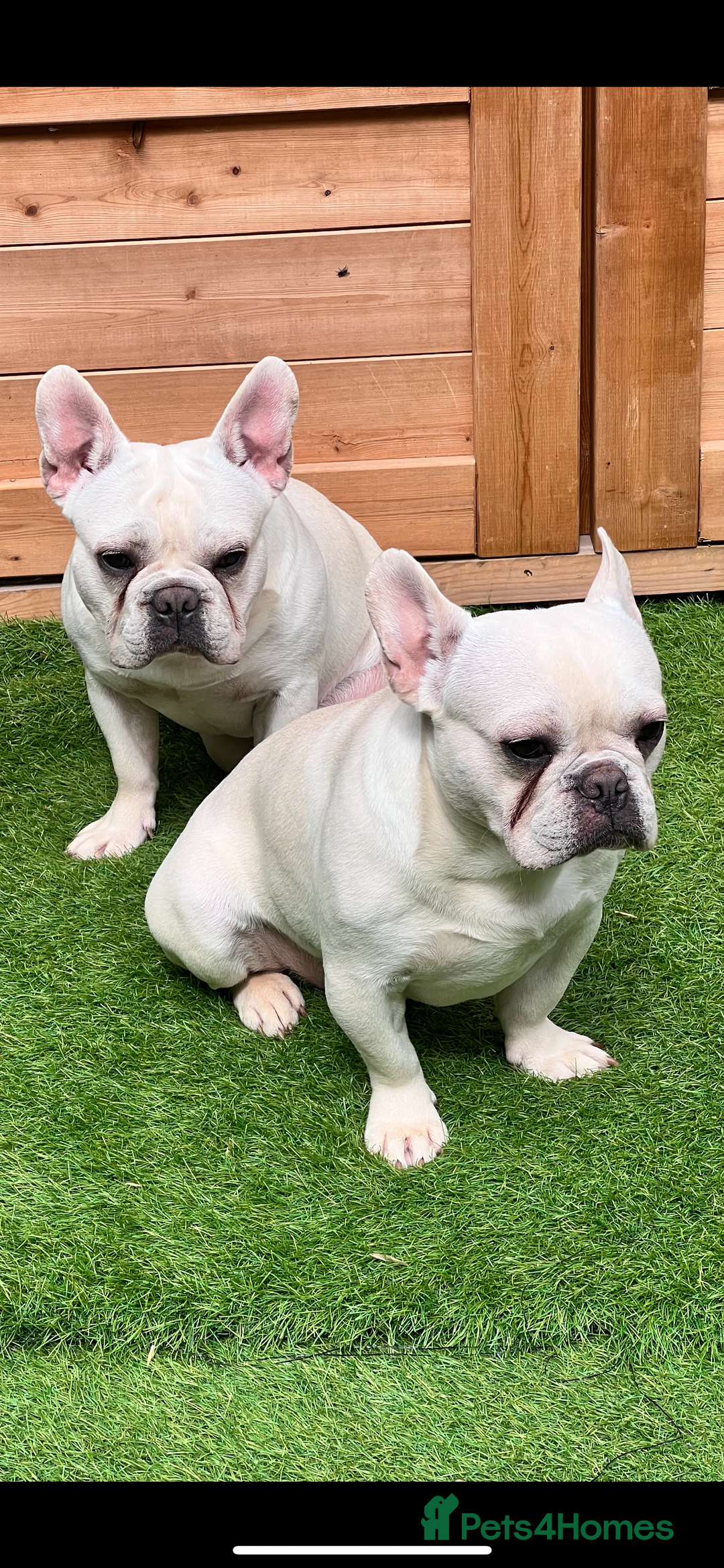 French Bulldog dogs for sale: Cream French bull dog  - Image 1