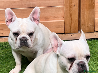 French Bulldog dogs - Advert 28