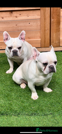 French Bulldog dogs - Advert 17