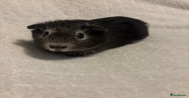 Guinea Pig rodents - Advert 15
