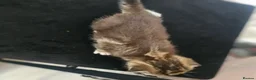Mixed Breed cats for sale: 3 kittens - Advert 6