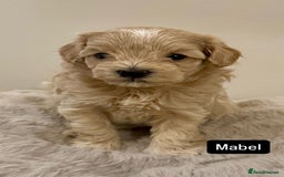 Maltipoo dogs for sale: Adorable F1B Merle** Maltipoo Puppies for sale - Image 10