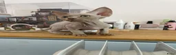 Devon Rex cats for sale: beautiful Devon Rex kittens  - Advert 9
