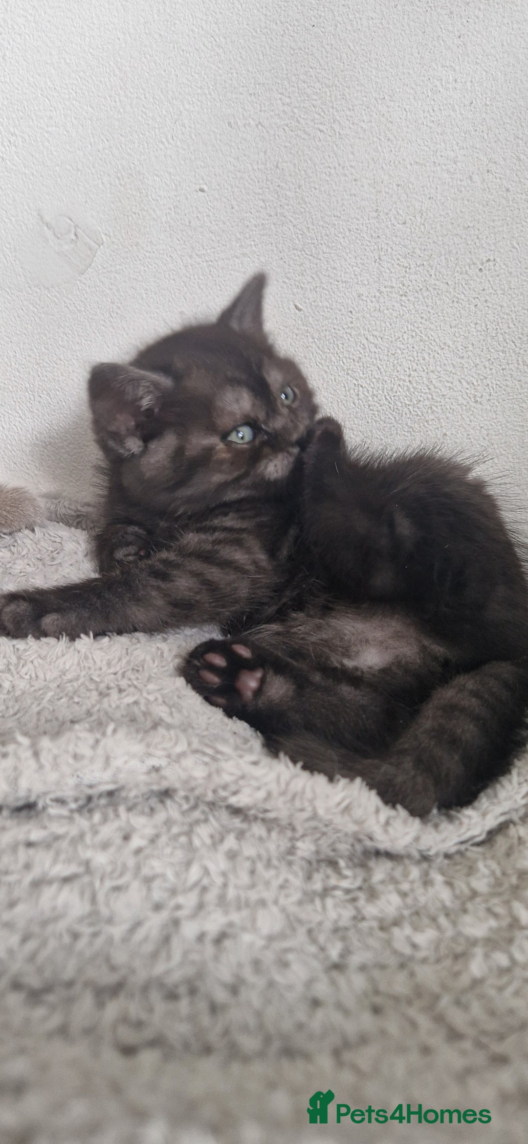 British Shorthair cats for sale: 4 British Shorthair  - Image 15