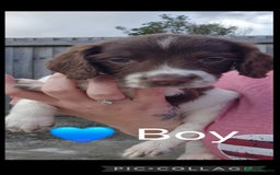 English Springer Spaniel dogs for sale: Beautiful Boy Remaining  - Image 3