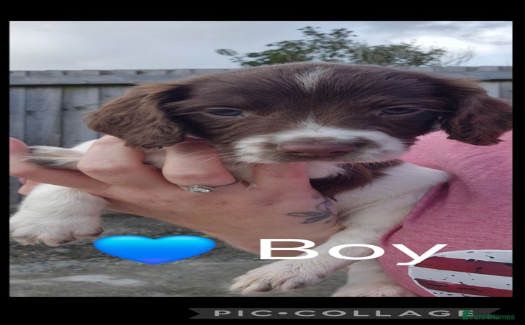 English Springer Spaniel dogs - Advert 16