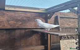 Pigeons birds for sale: Single German owl hen - Image 3