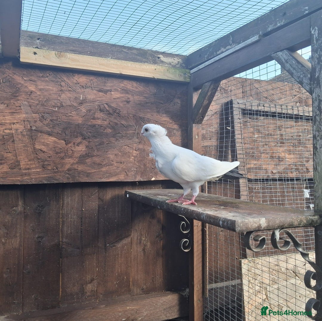 Pigeons birds for sale: Single German owl hen - Image 3