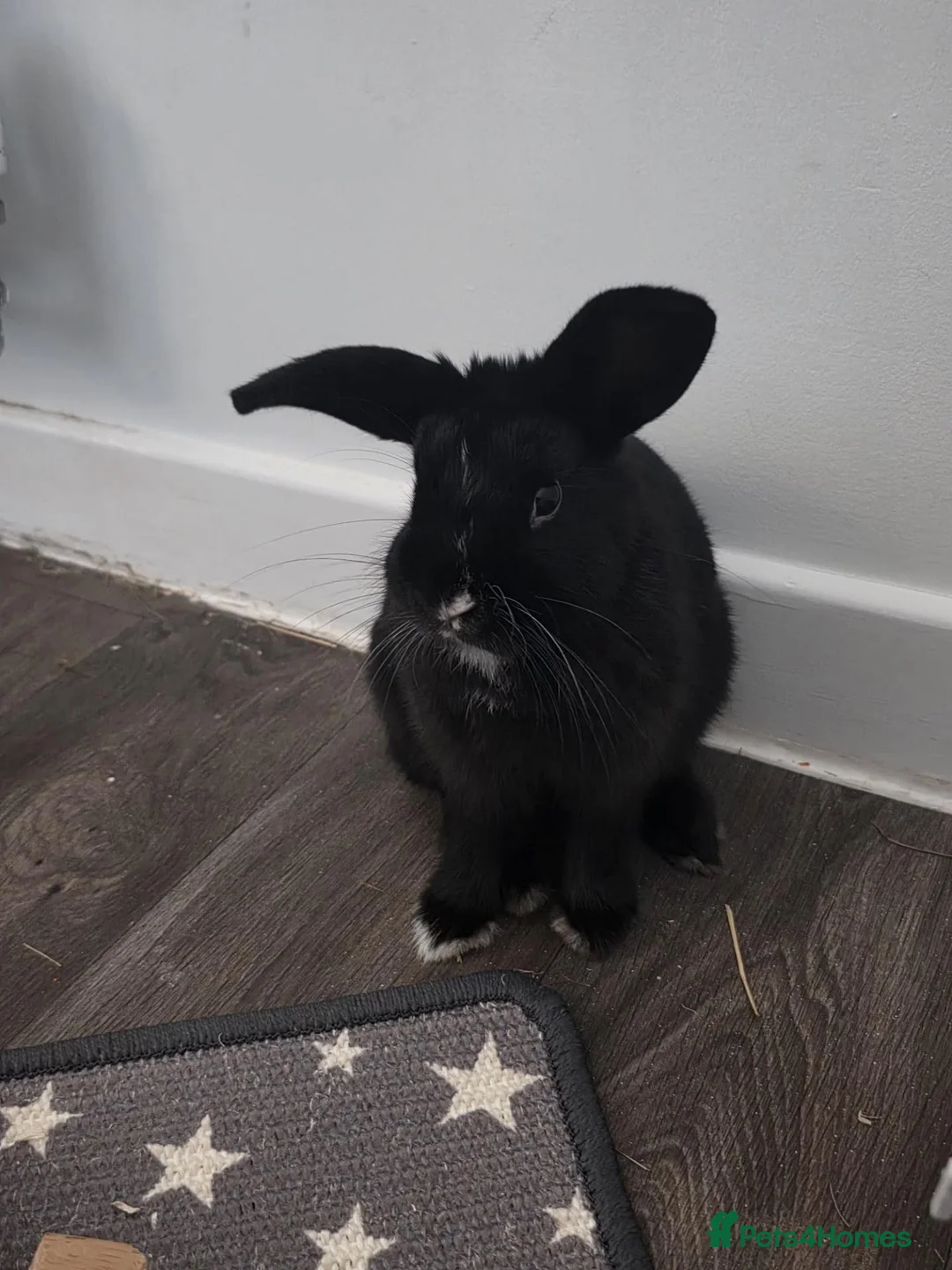 Mixed Breed rabbits for sale: 4month girl rabbit  - Advert 1