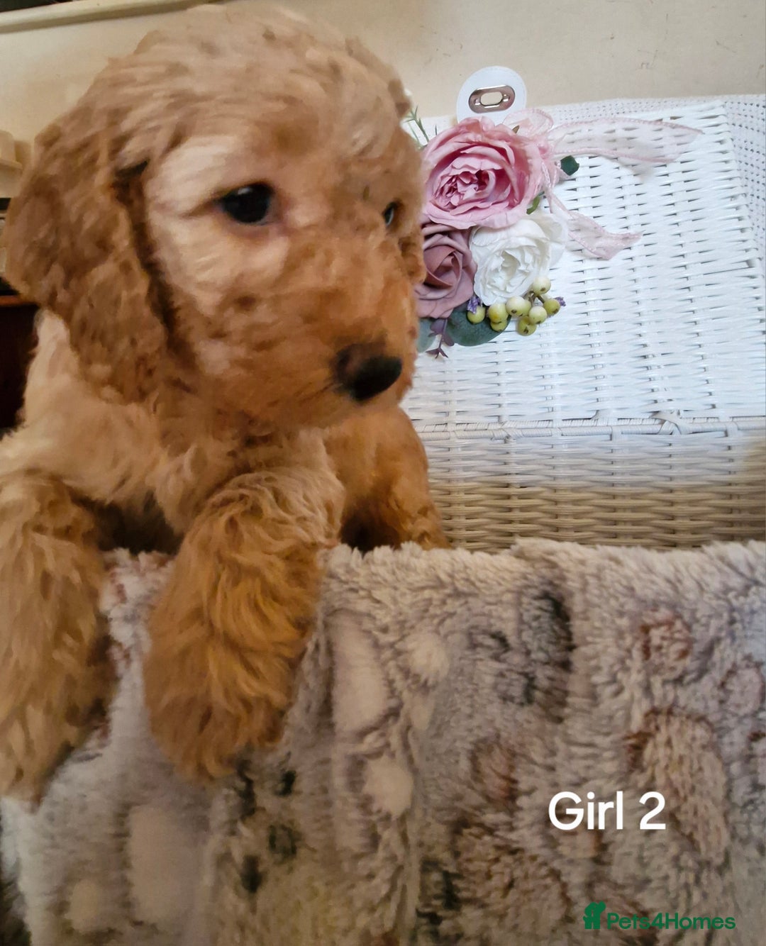 Mixed Breed dogs for sale: Adorable puppies ready from 22 12.25 - Advert 21