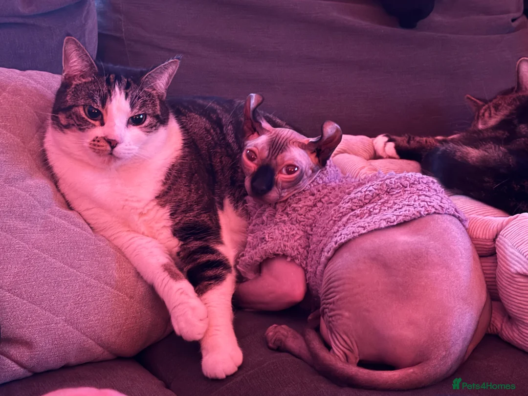 Sphynx cats for stud: Looking for Stud - Advert 3