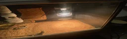 Bearded Dragon reptiles for sale: Baby bearded dragon in Wallingford - Advert 4