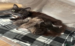 Domestic Shorthair cats for sale: Domestic short/long hair kittens - Image 1