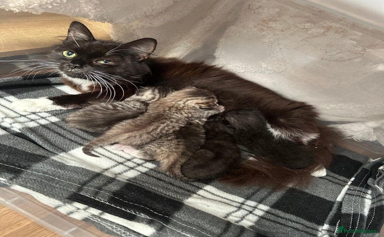Domestic Shorthair cats - Advert 5