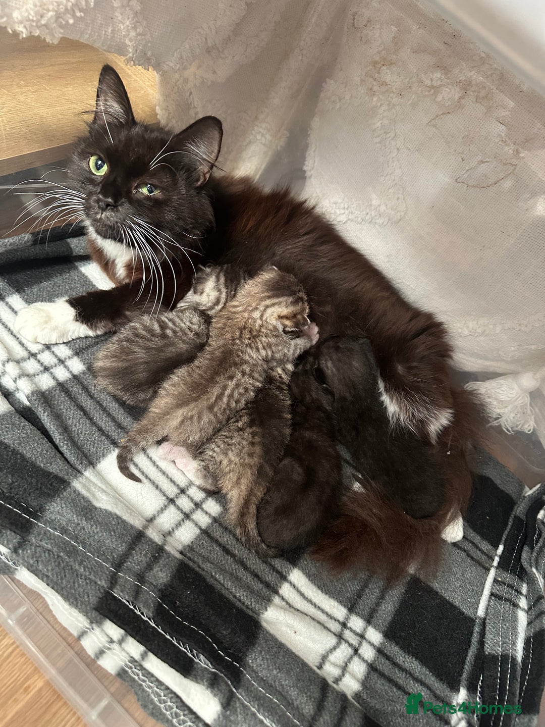Domestic Shorthair cats for sale: Domestic short/long hair kittens - Image 1