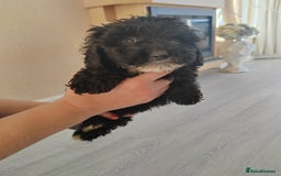 Cavapoo dogs for sale: Cavapoo puppies - Image 3