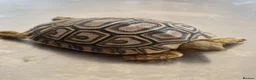 Tortoise reptiles for sale: Leopard Tortoise hatchlings in Rugby - Advert 9
