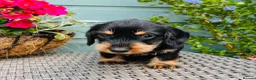 Dachshund dogs for sale: 🐾🌿 KC Registered Teckel Dachshund Litter 🌿🐾 - Advert 16