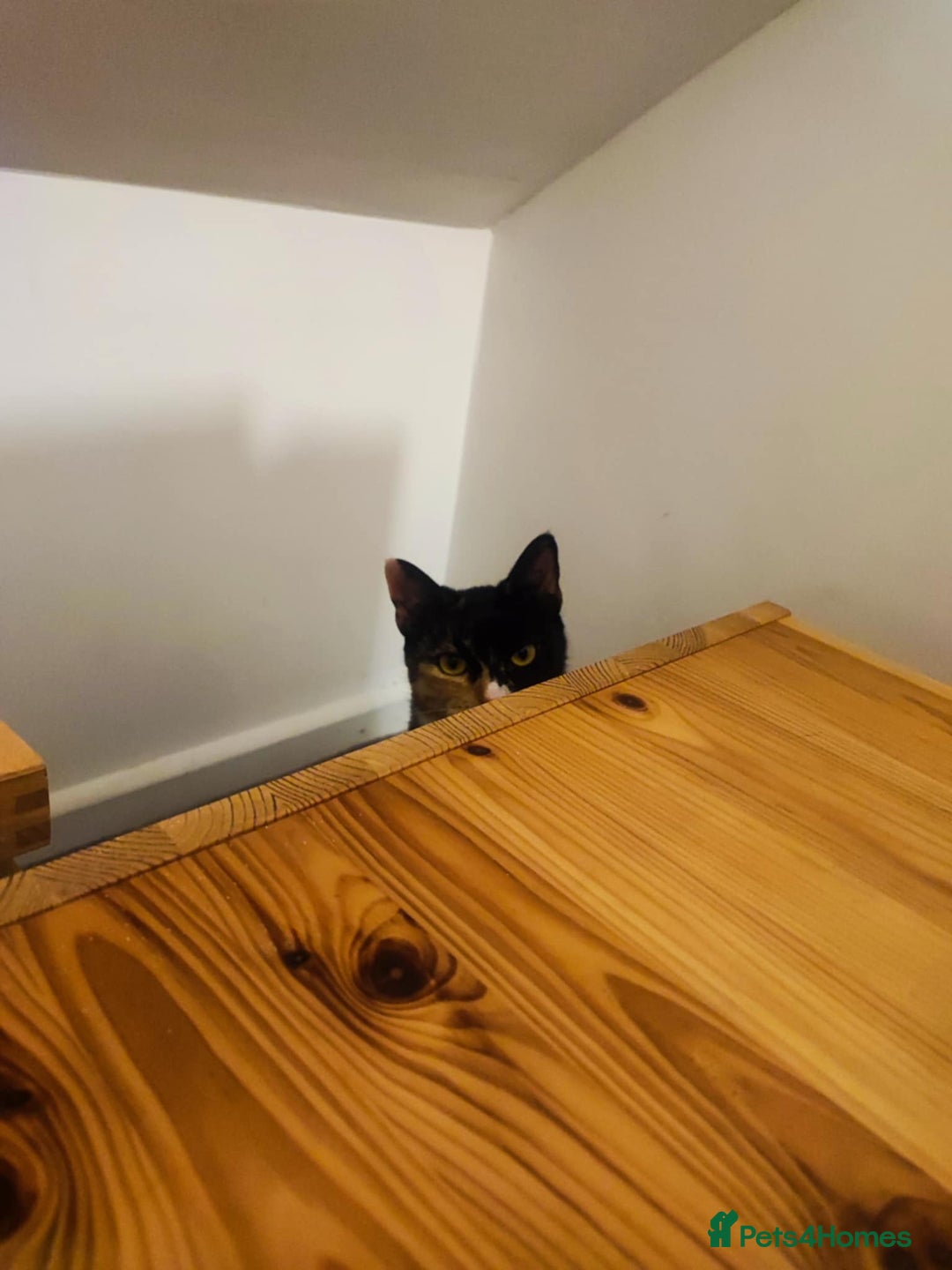 Domestic Shorthair cats for sale: 2-year-old female cat with a beautiful calico coat - Image 3