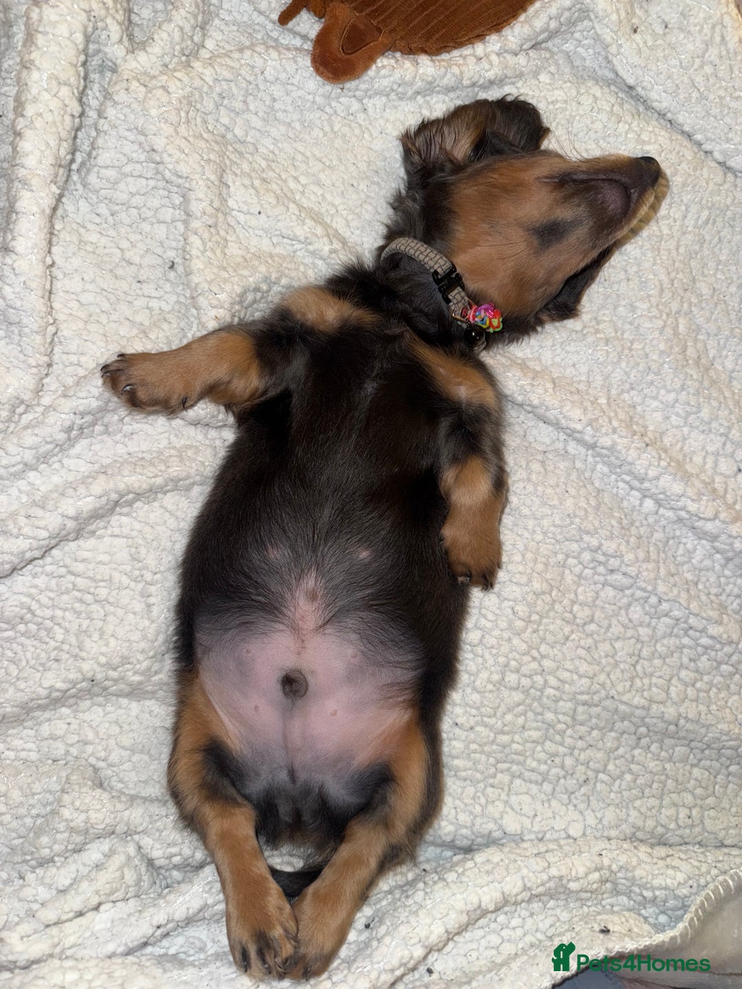 Miniature Dachshund dogs for sale: Miniature Long Haired Dachshund  - Advert 8