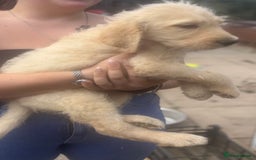 Labradoodle dogs for sale: F1 labradoodles  - Image 6