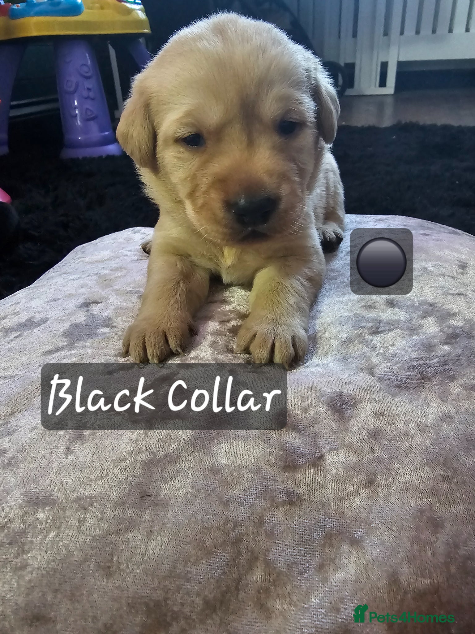 Labrador Retriever dogs Labradors  - Advert 5