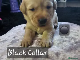 Labrador Retriever dogs Labradors - Advert 5