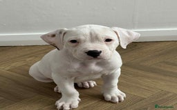 American Bulldog dogs for sale: Female American bulldog - Image 4
