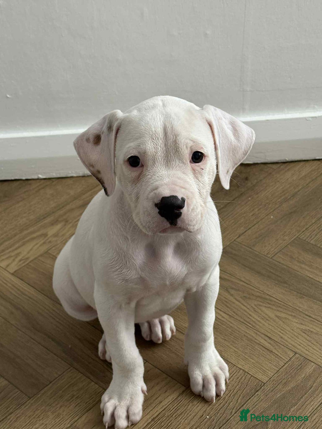 American Bulldog dogs for sale: Female American bulldog - Image 4