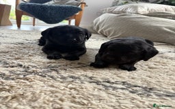 Labrador Retriever dogs for sale: FTCH Bred pedigree gun dog Labradors - Image 7