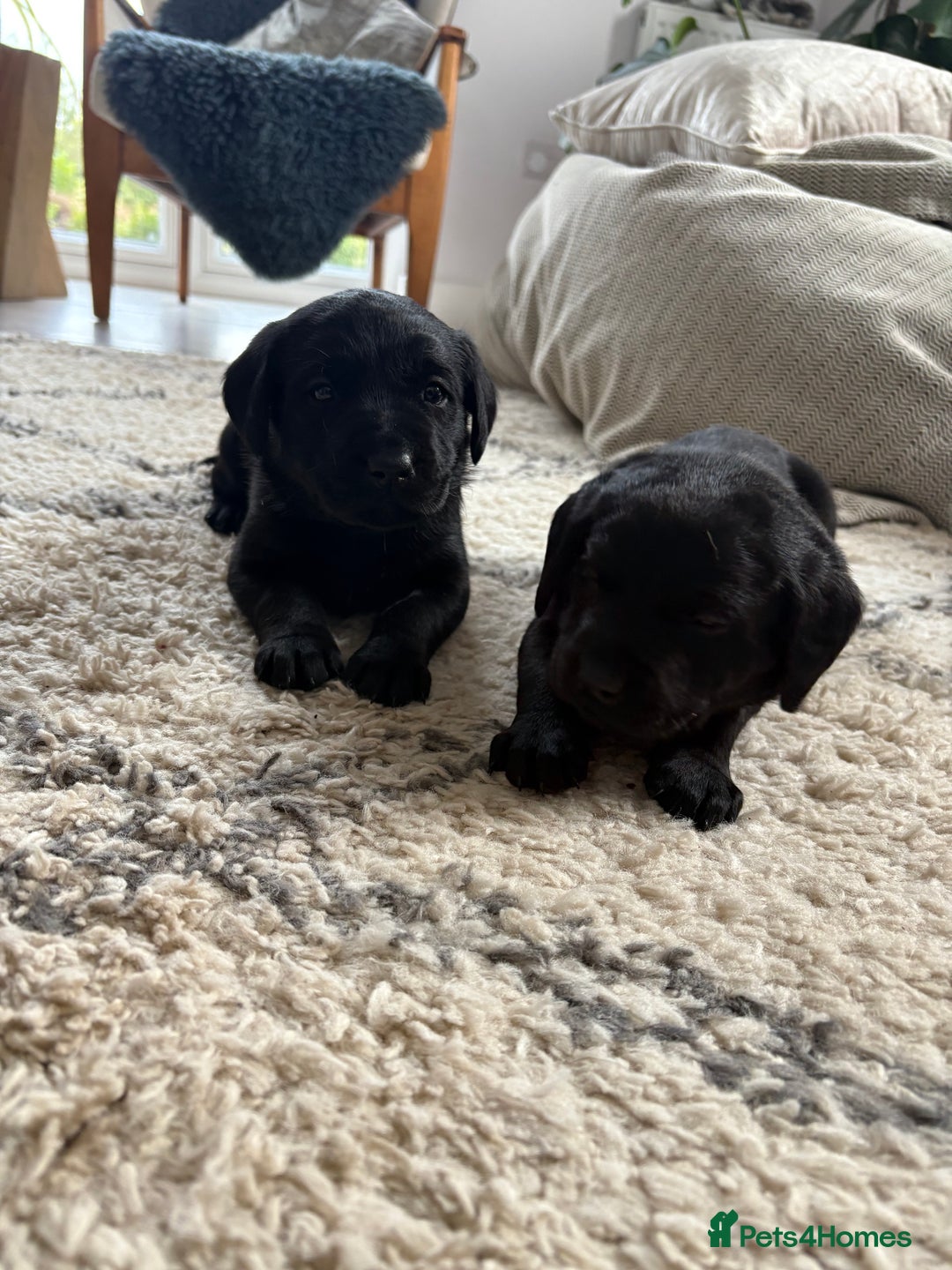 Labrador Retriever dogs for sale: FTCH Bred pedigree gun dog Labradors - Image 7