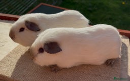 Guinea Pig rodents for sale: Beautiful Californian baby Guinea Pigs - Image 5