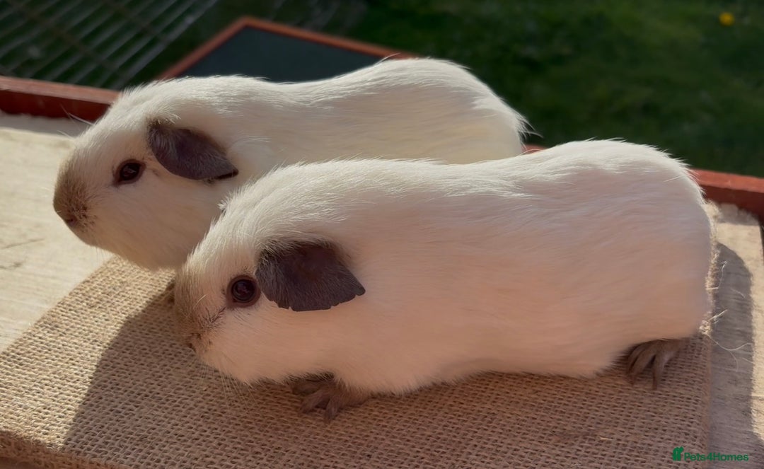 Guinea Pig rodents for sale: Beautiful Californian baby Guinea Pigs - Image 5