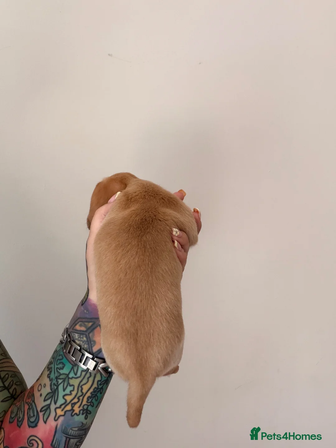 Miniature Dachshund dogs for sale: 🐾 Beautiful Miniature Dachshund Puppies 🐾  - Advert 18