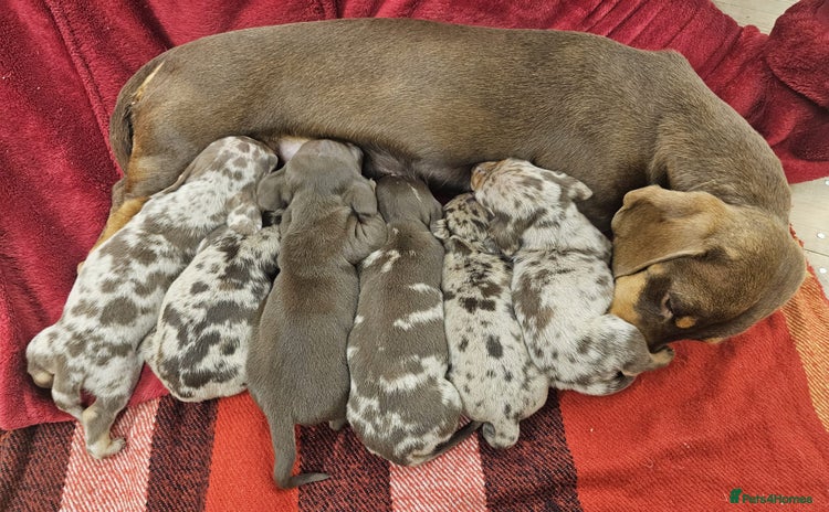 Miniature Dachshund dogs - Advert 1