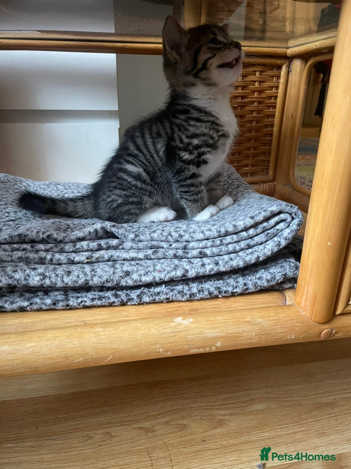 Mixed Breed cats for sale: Sweet kitty for sale 🩷🩷🩷 - Advert 9