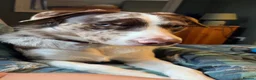 Borador dogs for sale: Male Border Collie X Labrador  - Advert 4