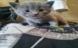 Mixed Breed cats for sale: Rag doll cross x Turkish angora  - Image 8