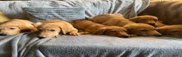 Labrador Retriever dogs for sale: Extensively health tested  Red Labrador puppies  - Advert 1
